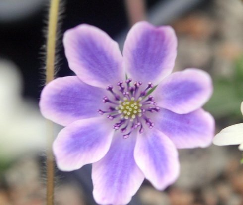 Big purple flowers with white zones to the edges.