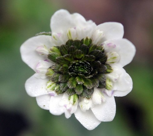 Large white flowers with deep green inner petals.