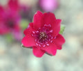 Rich red singe flowers with red stamens