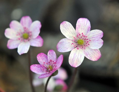 Pale pink lightly speckled flowers.