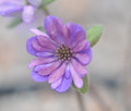 Multipetalled form with purple petals