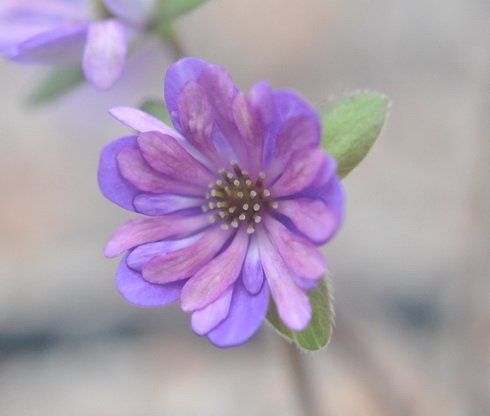 Multipetalled form with purple petals