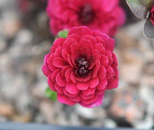 Full double deepest red flowers