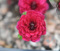 Full double deepest red flowers