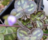 Lovely marked foliage