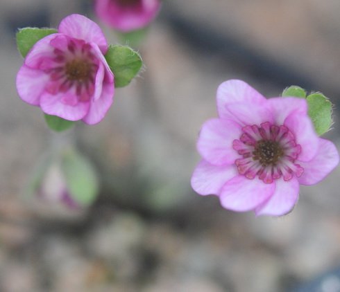 Nicely formed pink flowers.