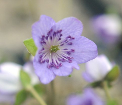 Big purple flowers.