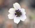 White single flowers with deepest purple stamens
