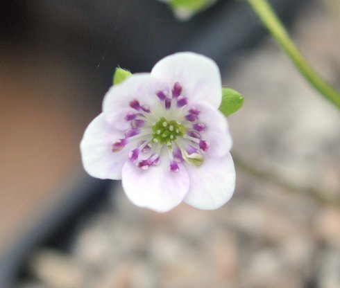 Clean white flowers with purple stamens