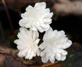 Crisp white fully double flowers