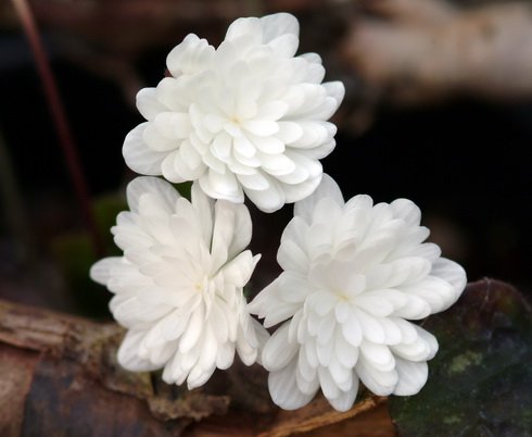 Crisp white fully double flowers