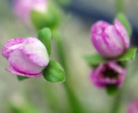 Pale pink flowers