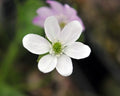 Clean white flowers with white stamens.