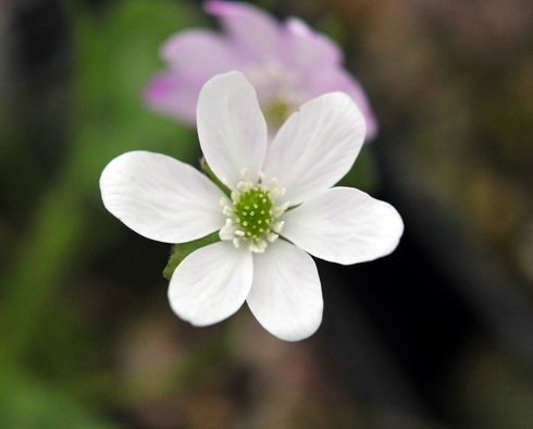 Clean white flowers with white stamens.