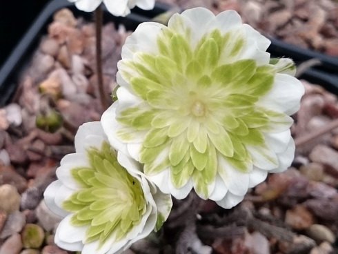 Full double flower with green petaloid stamens