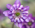Rich purple flowers with petaloid stamens.