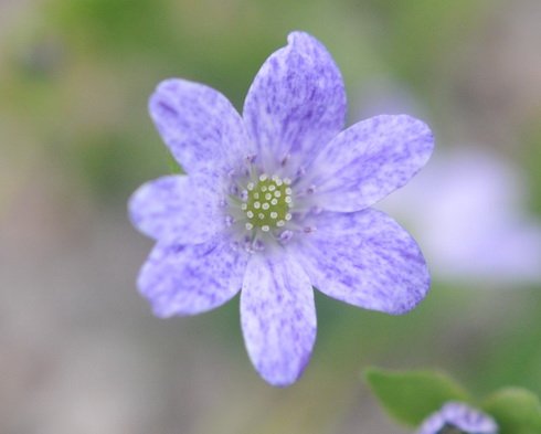 White single flowers with heavy purple spotting