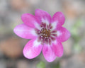 Pink single with a white centre