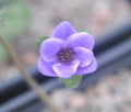 Purple single flower with paler edges.