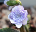 Palest lavender blue double flowers
