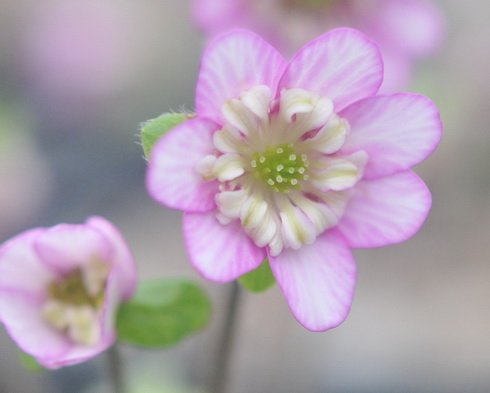 Pink single with petaloid stamens