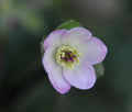 Single pale pink flower with attractive pin stigmas
