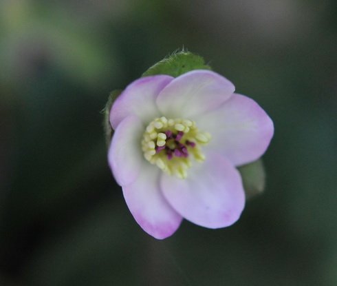 Single pale pink flower with attractive pin stigmas