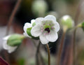 Nice pure white flowers with pink stamens.