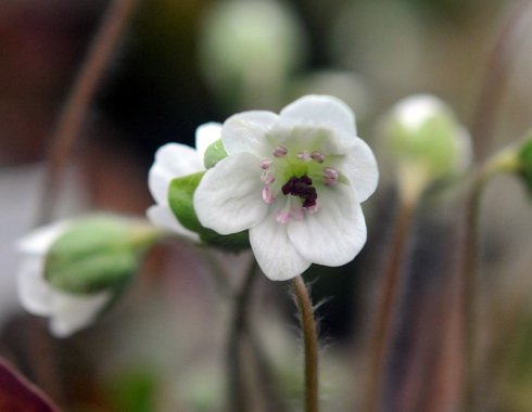 Nice pure white flowers with pink stamens.