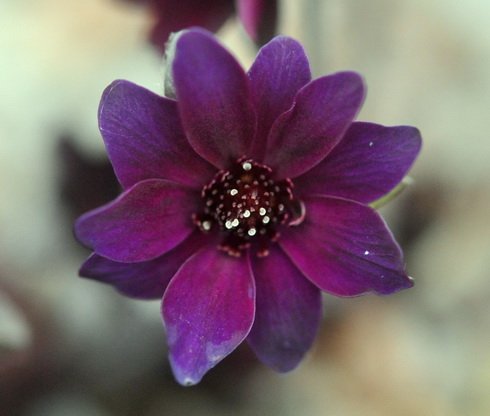 Deepest red single flowers