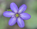 Nice rich blue flower with slightly paler centre.