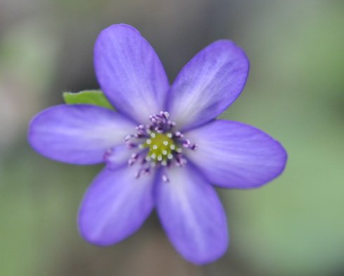 Nice rich blue flower with slightly paler centre.