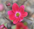 Strong cerise salmon pink flowers