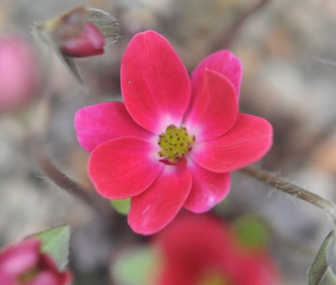 Strong cerise salmon pink flowers