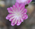 Full double with pink petals and a green inner ring of petals