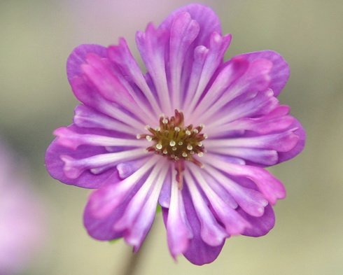Pink single flowers with elongated petaloid stamens