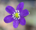 Good deep blue flowers with white stamens