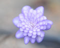 Fully double lavender purple flowers