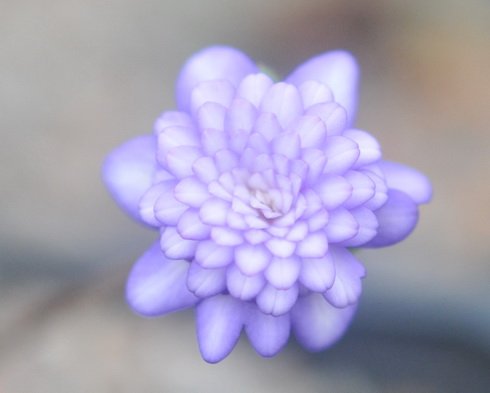 Fully double lavender purple flowers
