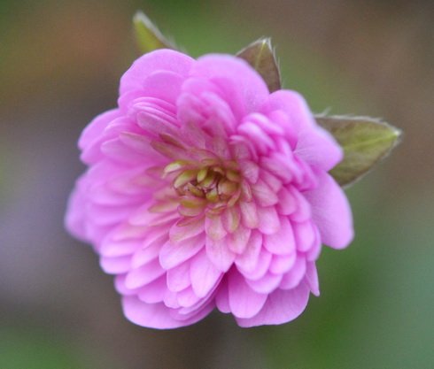 Fully double rich pink flowers.