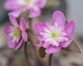 Rich pink single flowers with a white eye.