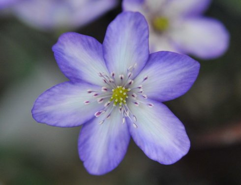 Nice pale blue with white in the petal.