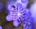 Rich purple and white fully double flowers.