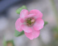Salmon pink single flowers