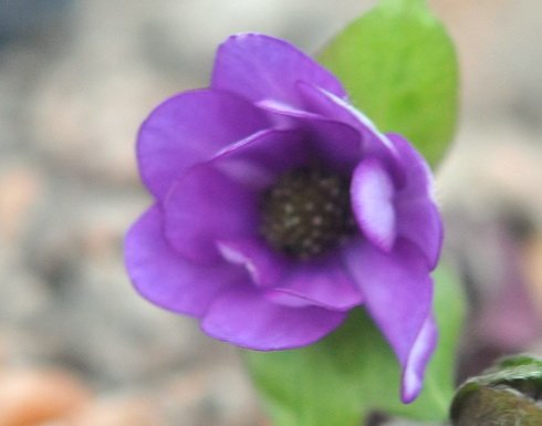 Single rich purple flowers
