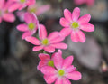 Coral pink flowers with pink stamens.