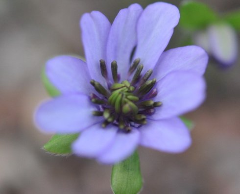 Pale purple with greenish pink petaloid stamens