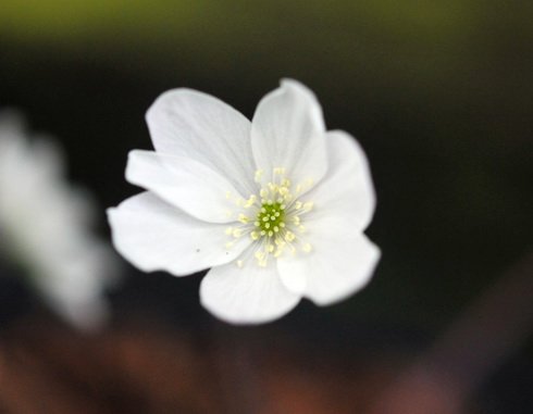 Clean white flowers like buttercups.