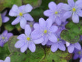 rich blue flowers with white stamens