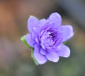 Fully double deep blue flowers